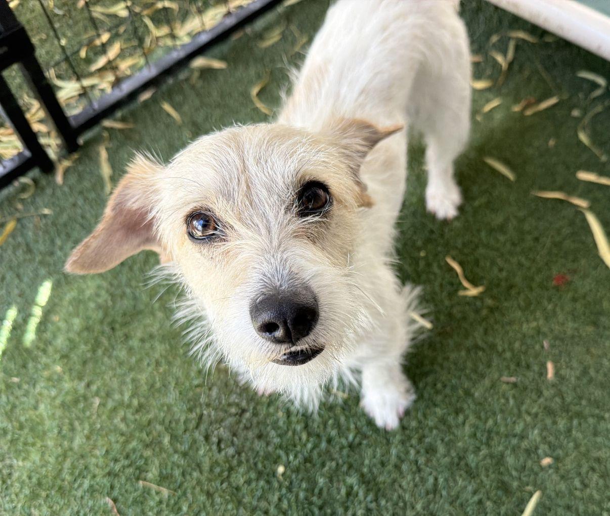 Tanya, an adopted mixed breed in El Paso, TX image 6/6