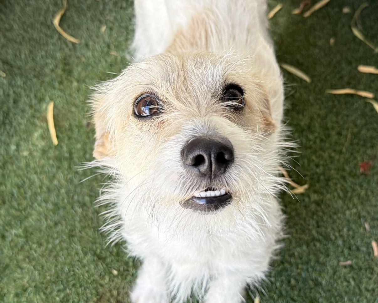 Tanya, adopted, Young Female Terrier.
