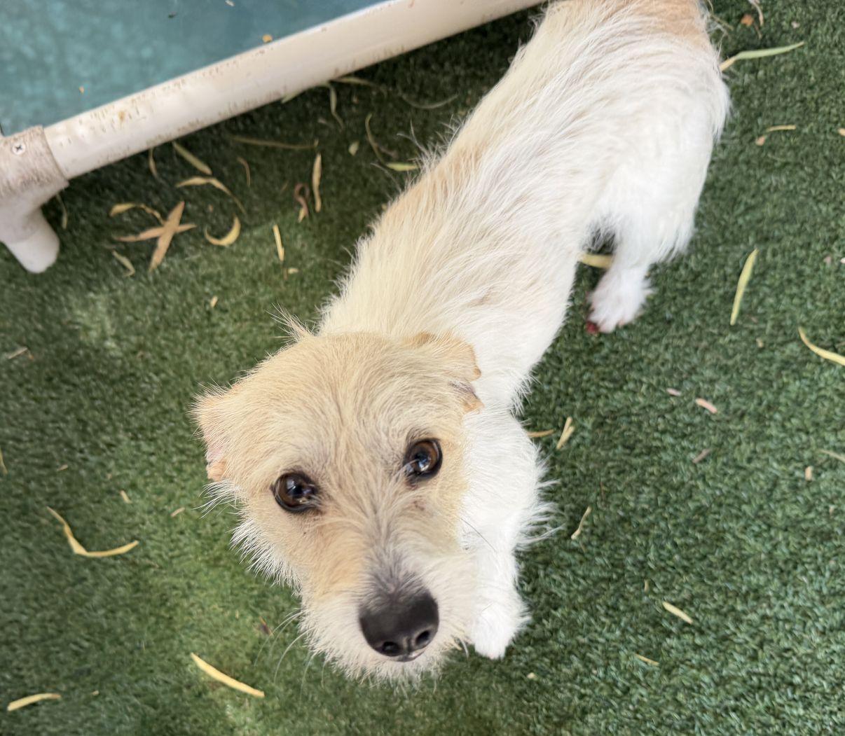 Tanya, an adopted mixed breed in El Paso, TX image 3/6