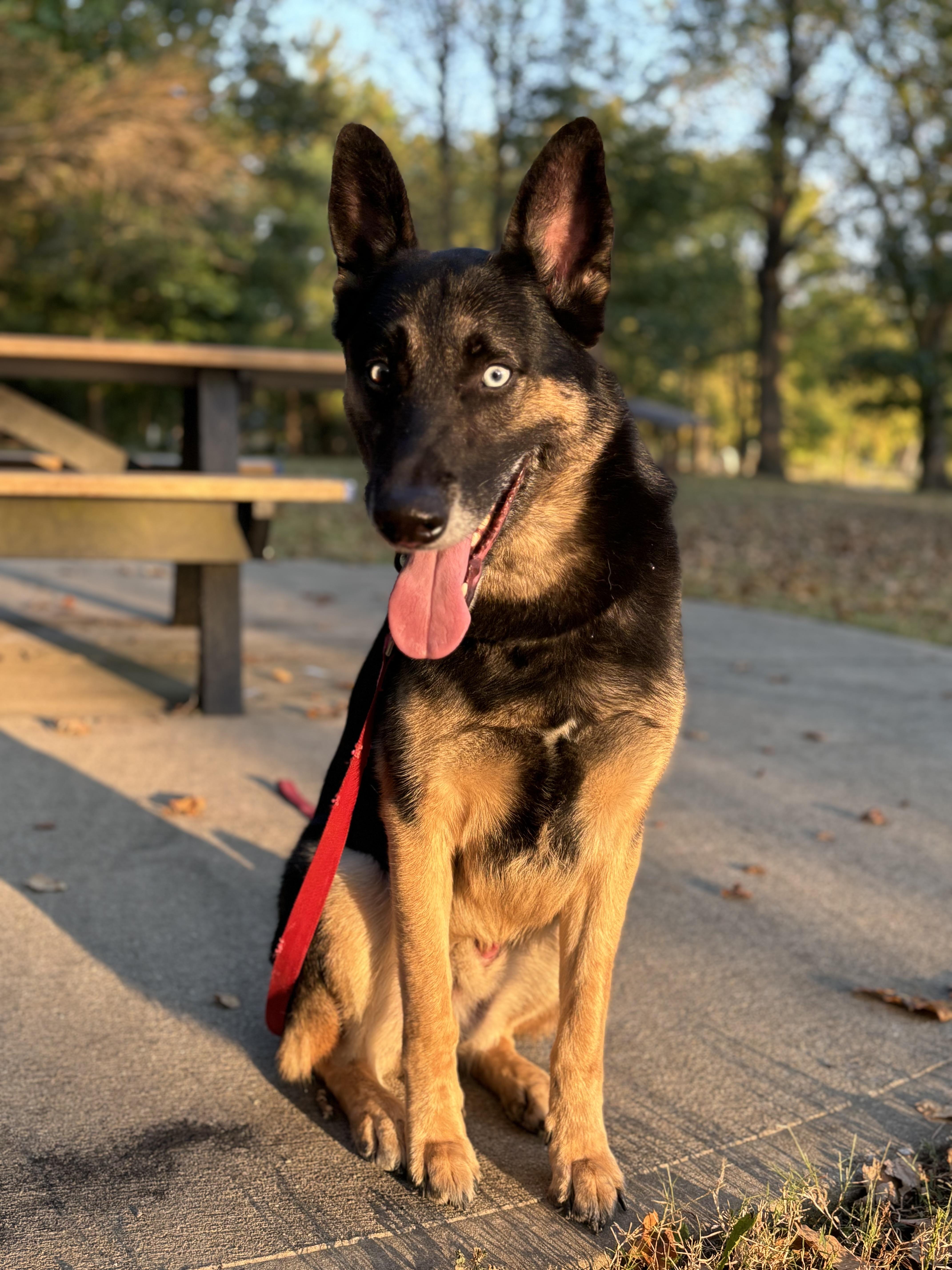 Koda, a Adoptable mixed breed in Sherman, CT image 1/4