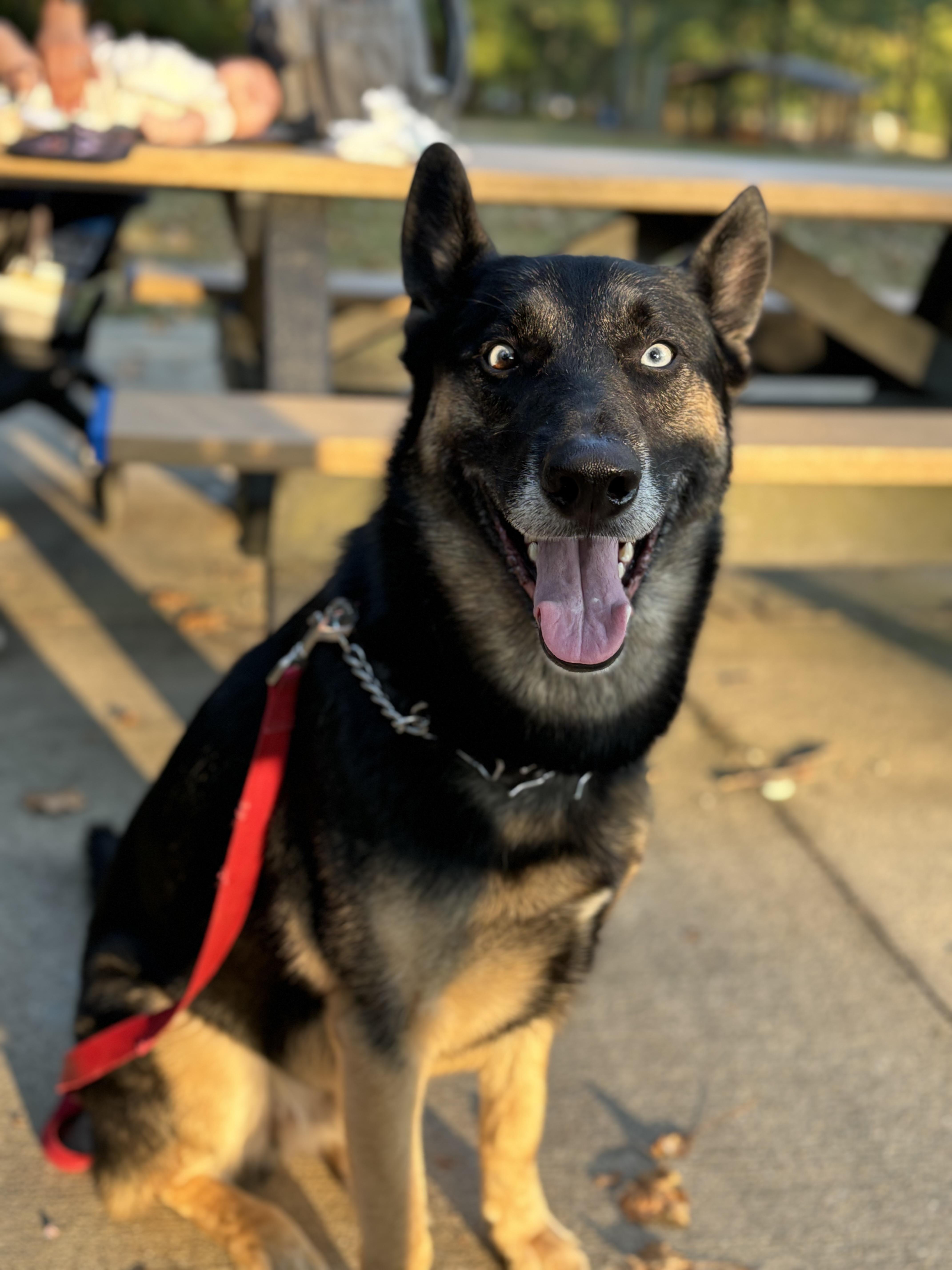 Koda, a Adoptable mixed breed in Sherman, CT image 2/4