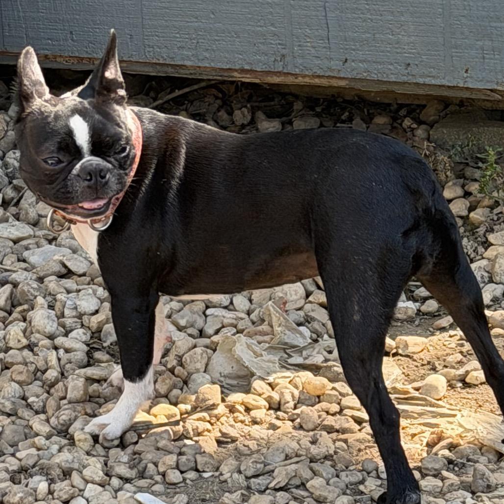 Enlarge Ari, a Adoptable Boston Terrier in Sinking Spring, PA image 1/4