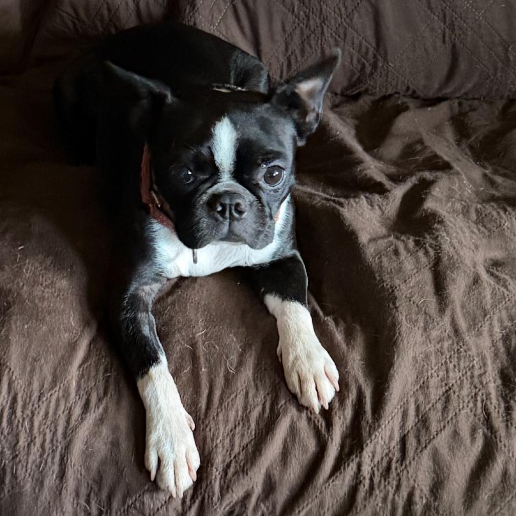 Enlarge Ari, a Adoptable Boston Terrier in Sinking Spring, PA image 2/4