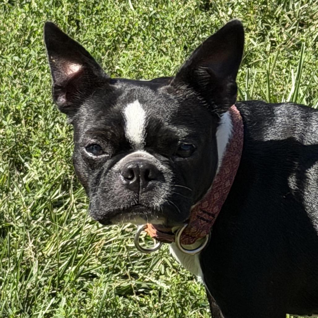 Enlarge Ari, a Adoptable Boston Terrier in Sinking Spring, PA image 3/4