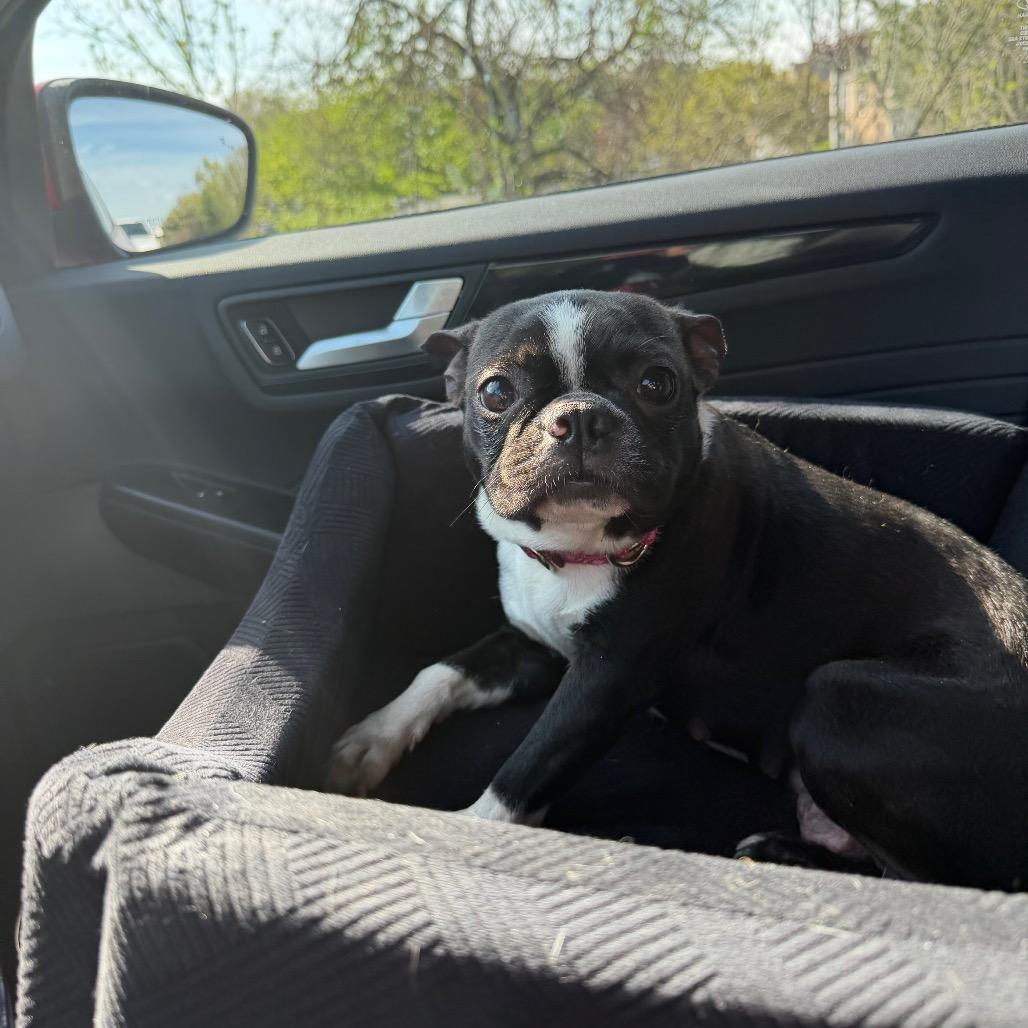 Enlarge Ari, a Adoptable Boston Terrier in Sinking Spring, PA image 4/4