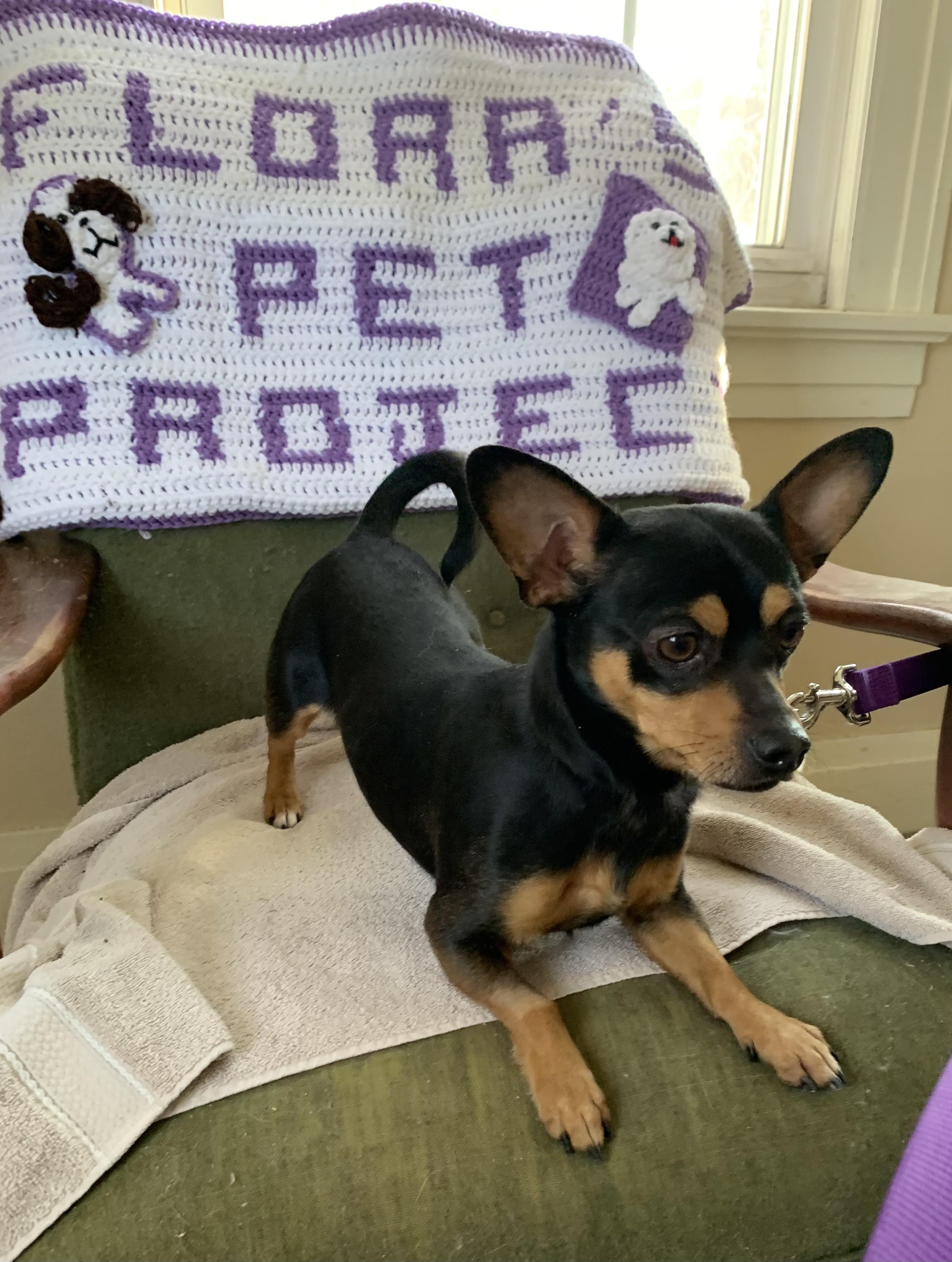 Rusty, Adoptable, Young Male Dachshund & Chiweenie.