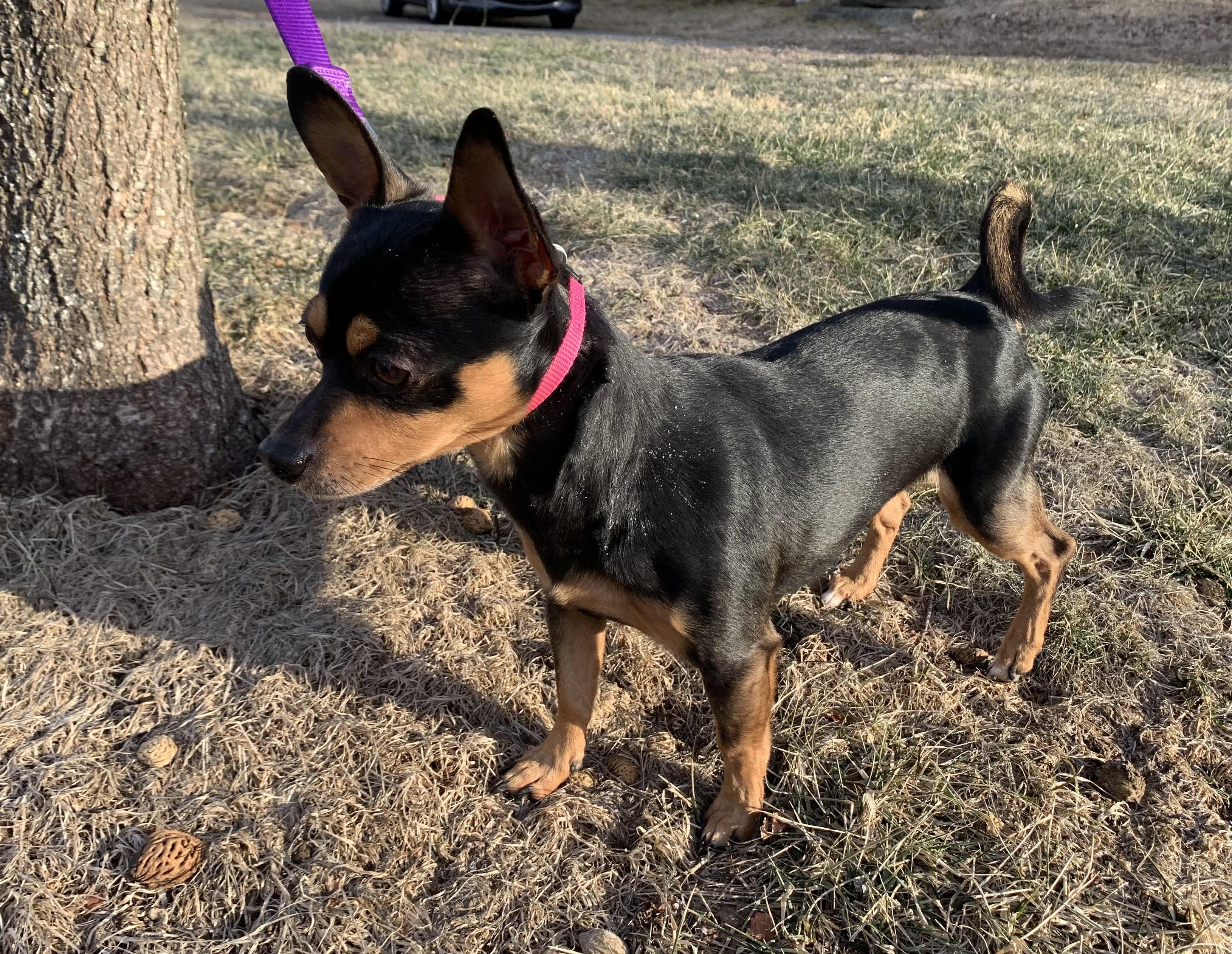 Enlarge Rusty, a Adoptable mixed breed in Naugatuck, CT image 2/5