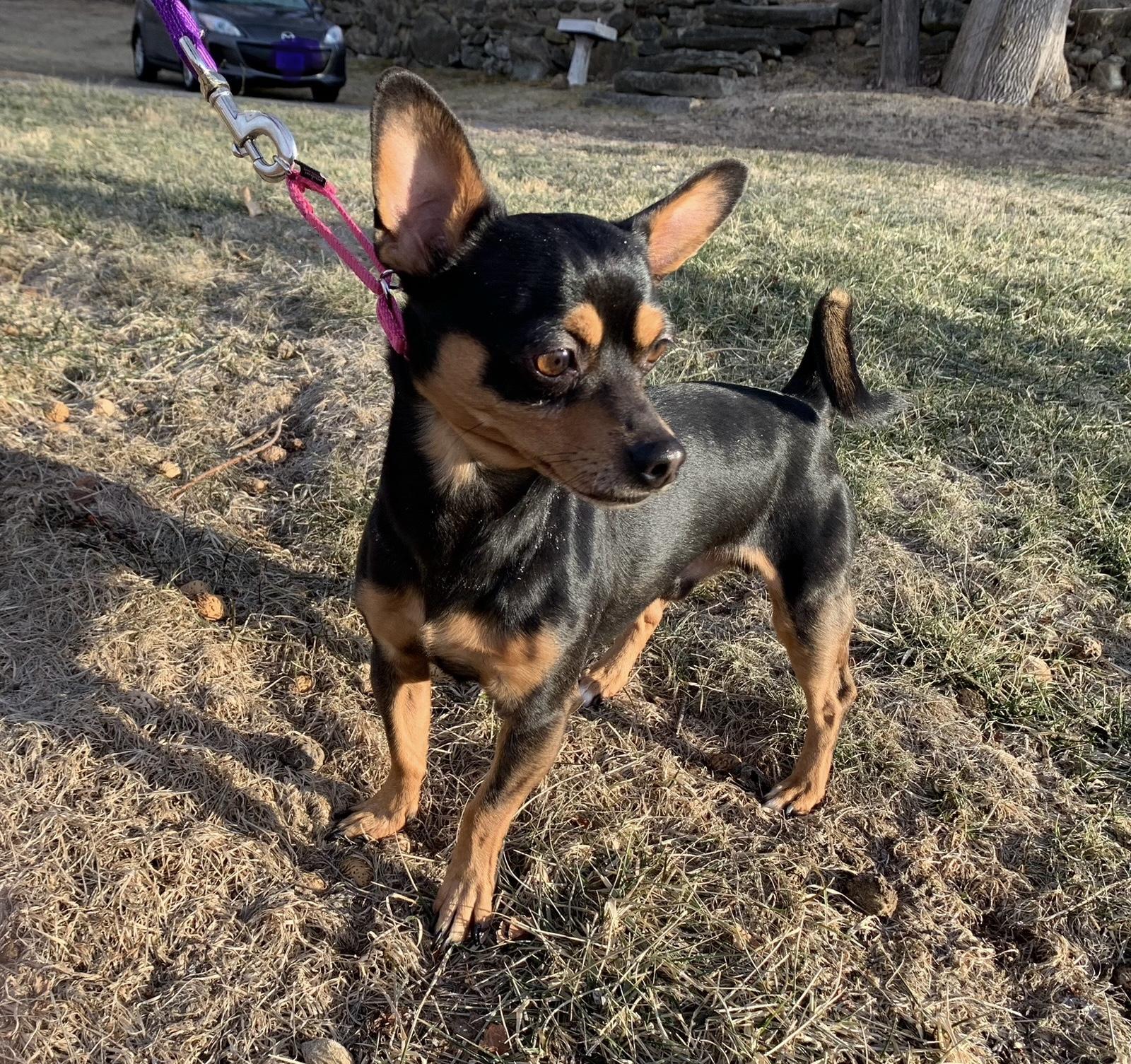 Enlarge Rusty, a Adoptable mixed breed in Naugatuck, CT image 3/5