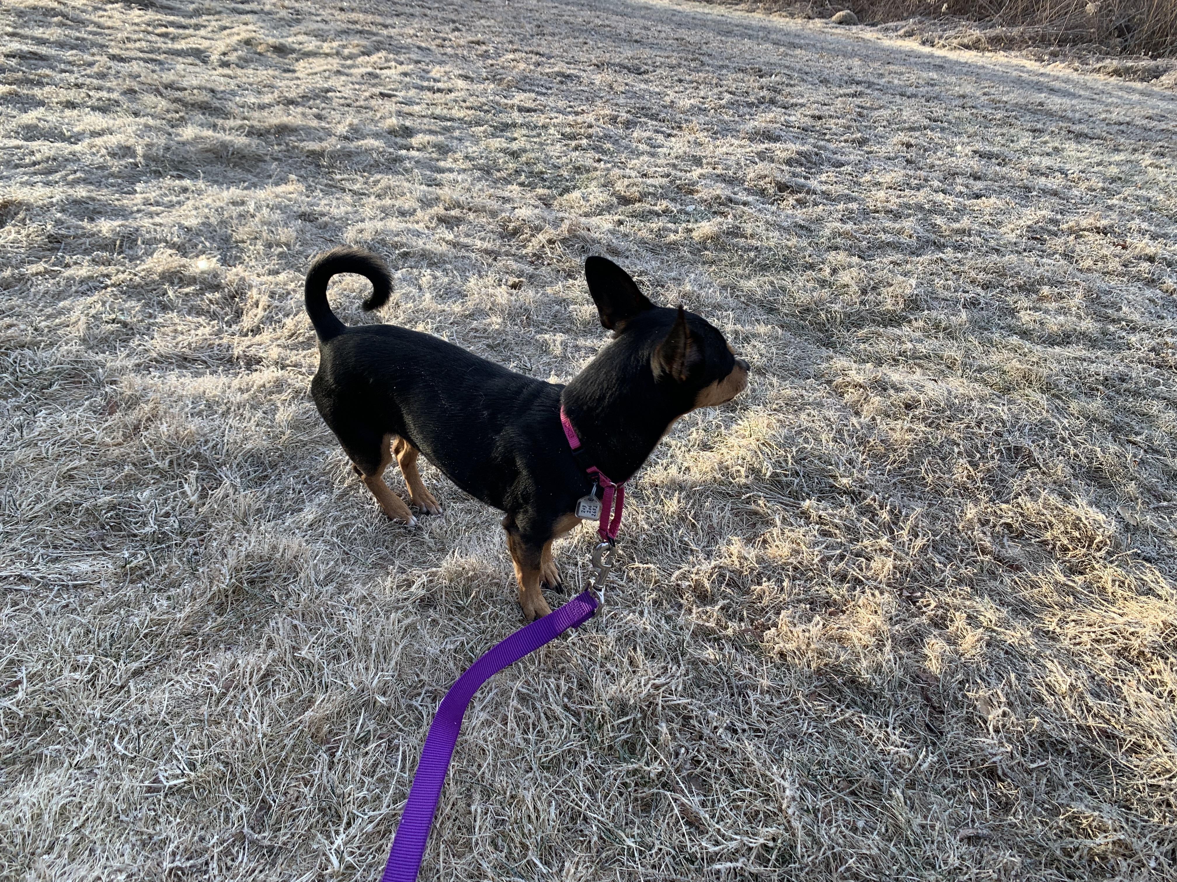 Enlarge Rusty, a Adoptable mixed breed in Naugatuck, CT image 4/5