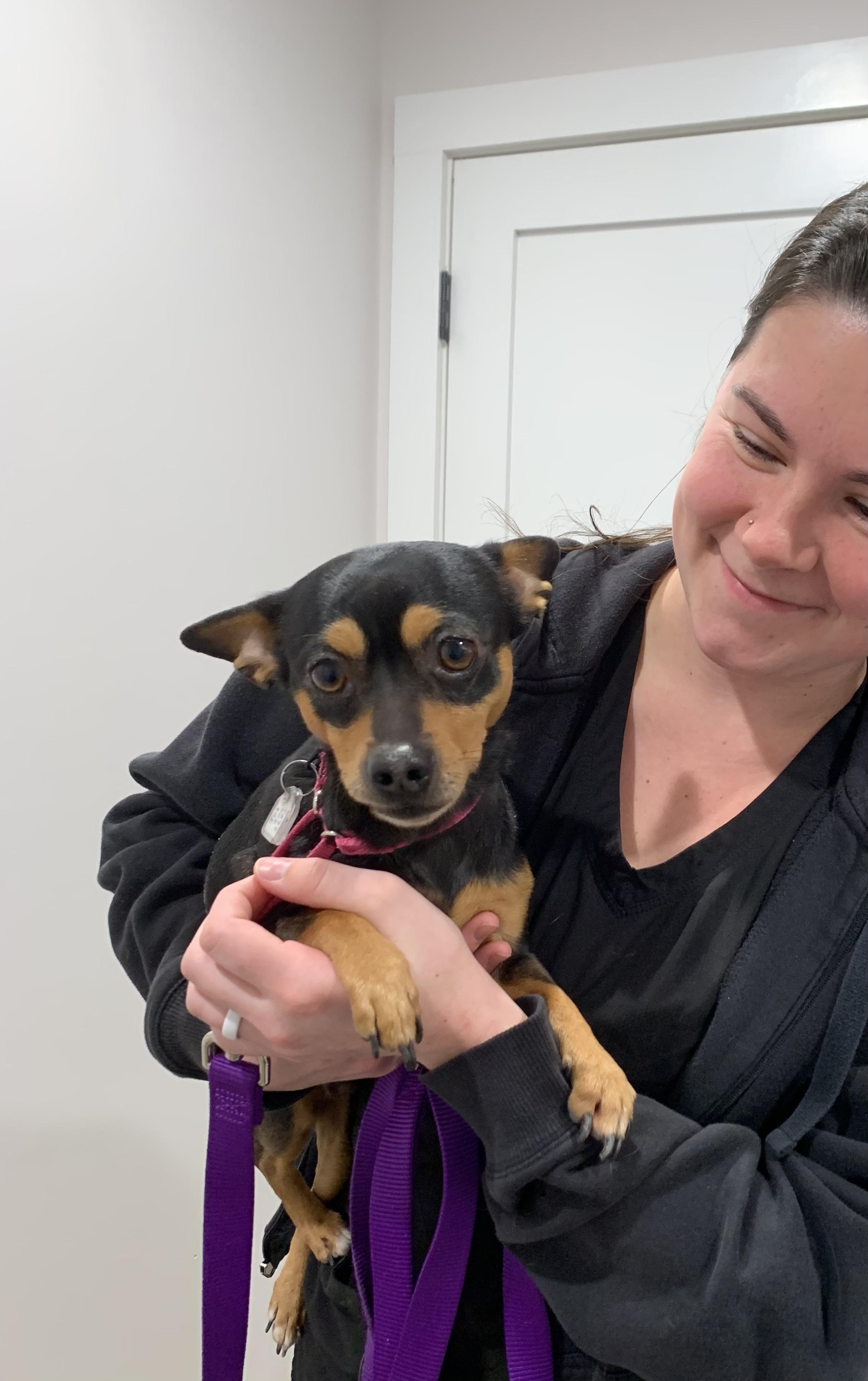 Enlarge Rusty, a Adoptable mixed breed in Naugatuck, CT image 5/5