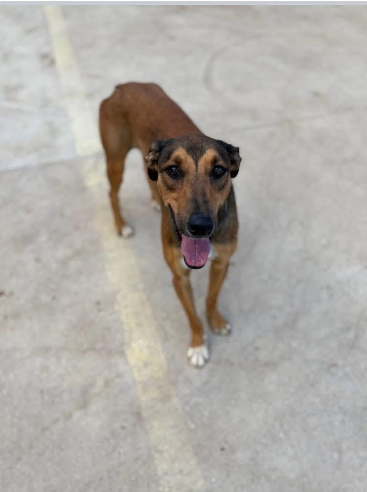 Ben & Jerry, Adoptable, Young Male Greyhound.