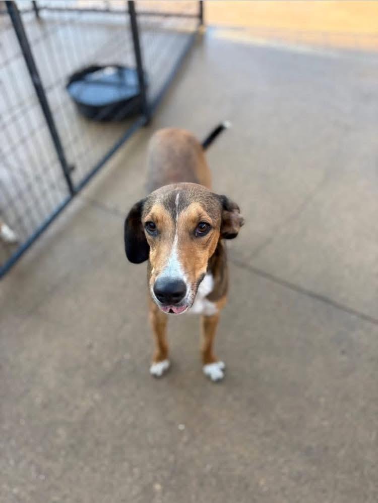 Ben & Jerry, a Adoptable mixed breed in Peebles, OH image 2/2