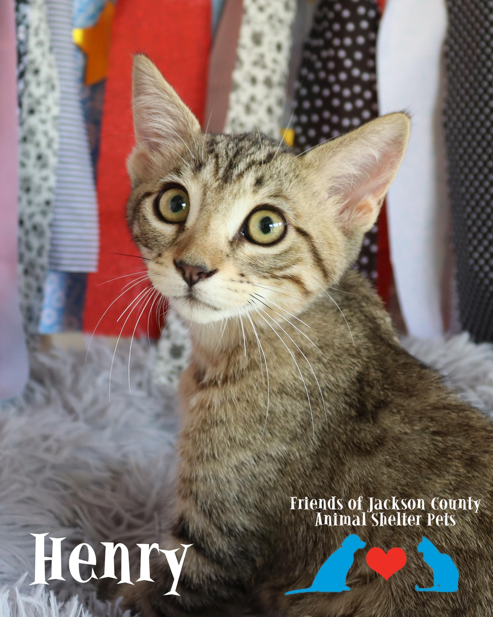 Enlarge Henry, an adopted Domestic Short Hair in Ocean Springs, MS image 4/5