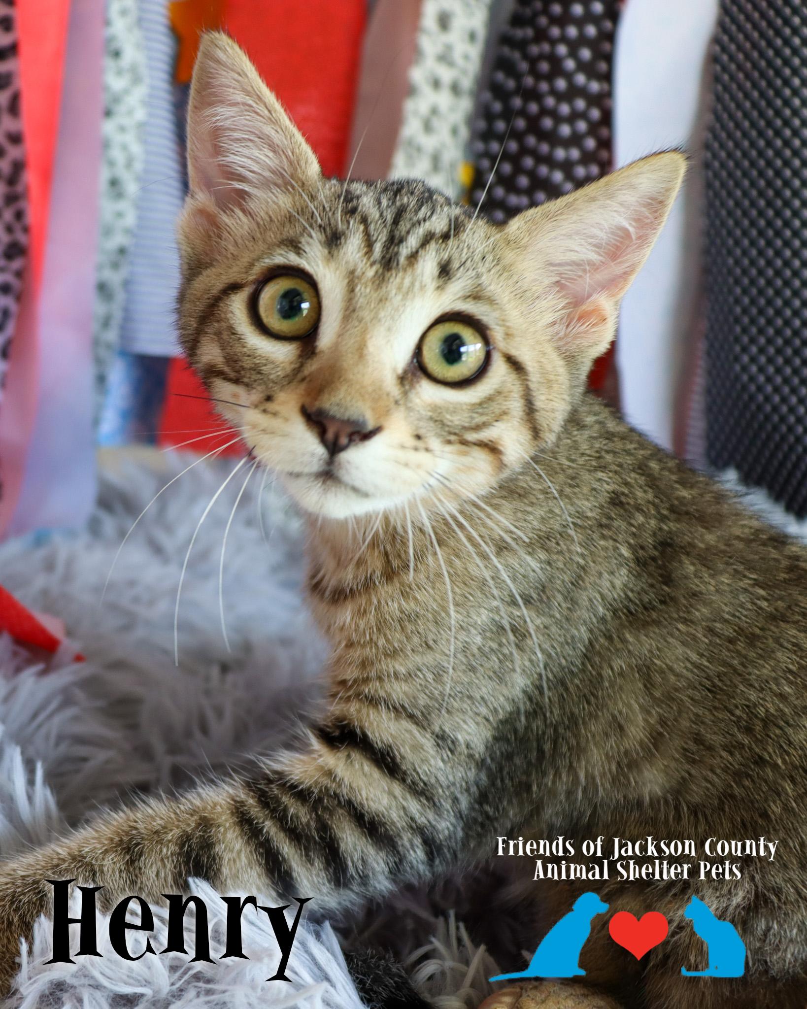 Enlarge Henry, an adopted Domestic Short Hair in Ocean Springs, MS image 1/5