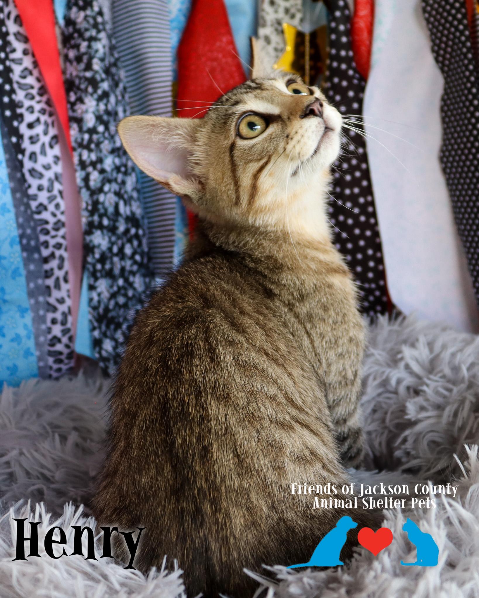 Enlarge Henry, an adopted Domestic Short Hair in Ocean Springs, MS image 5/5