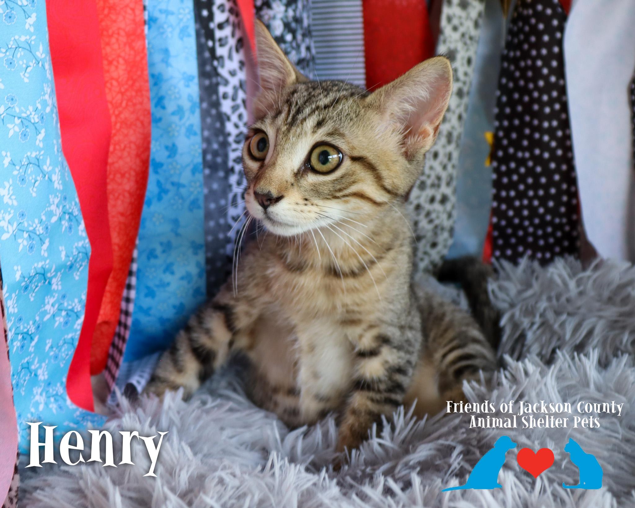 Enlarge Henry, an adopted Domestic Short Hair in Ocean Springs, MS image 2/5
