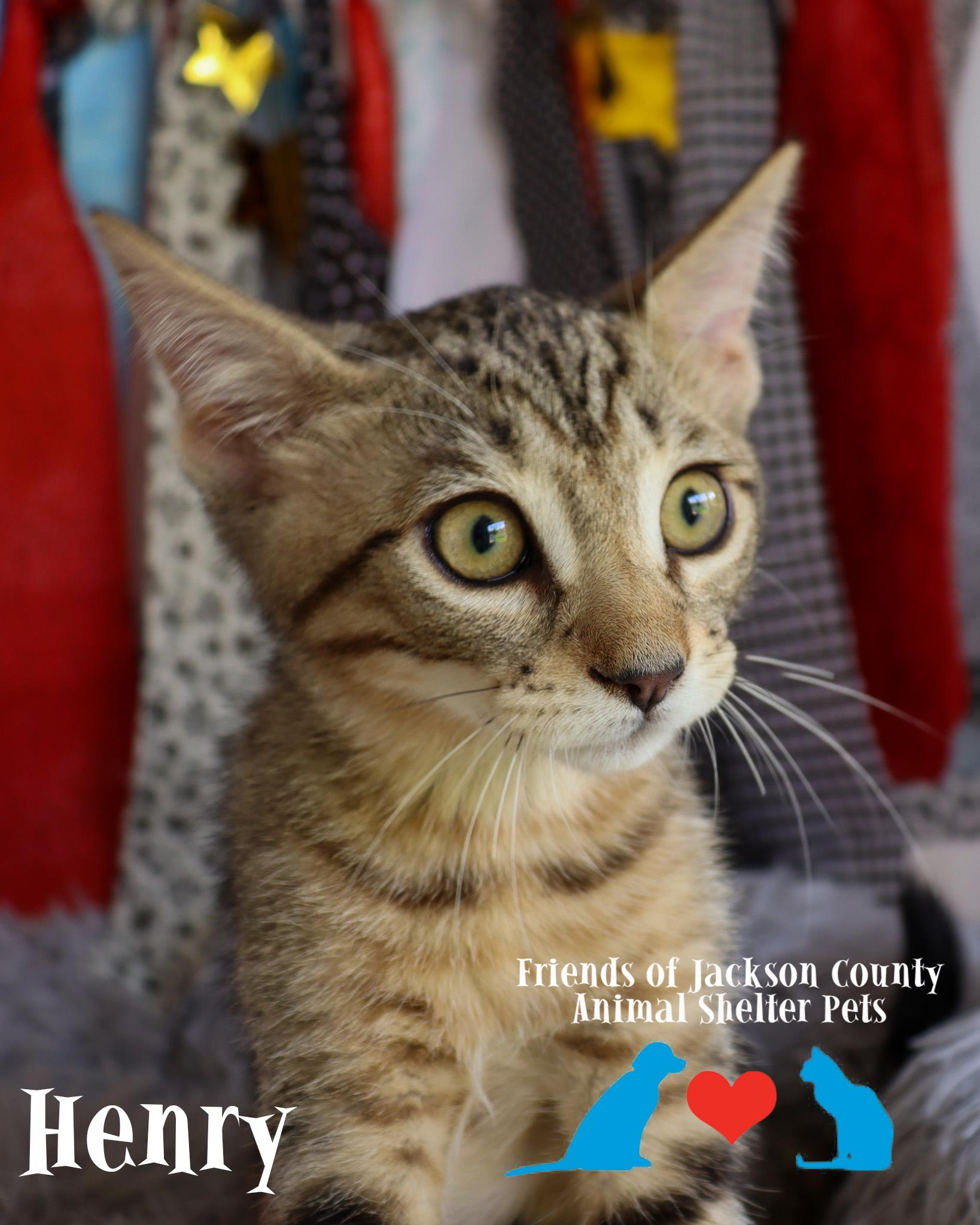 Enlarge Henry, an adopted Domestic Short Hair in Ocean Springs, MS image 3/5