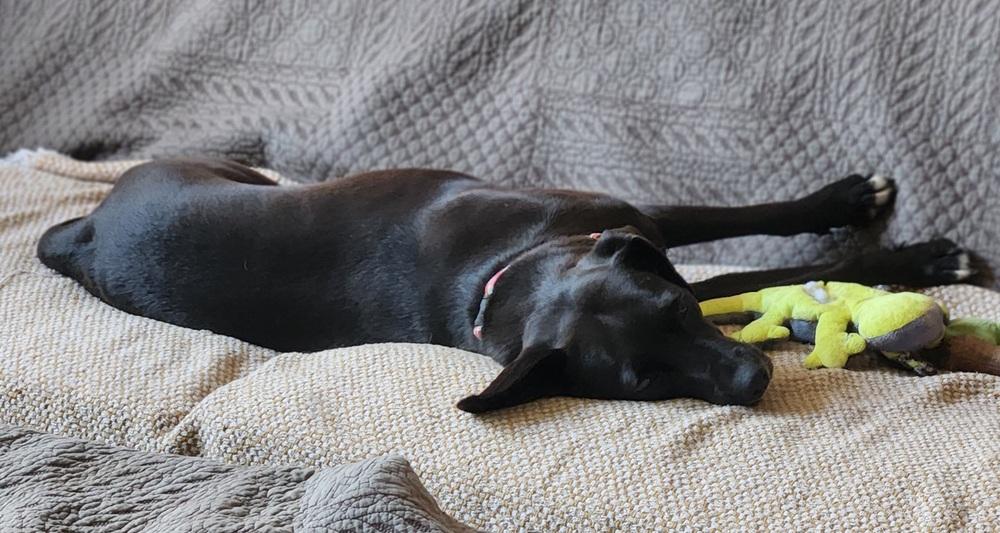 Audra, Adoptable, Young Female Labrador Retriever.