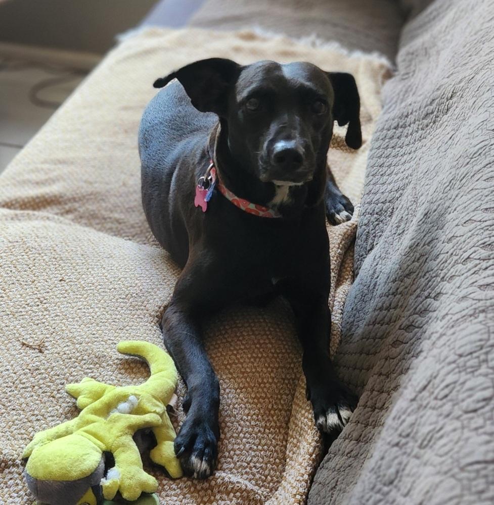 Enlarge Audra, a Adoptable mixed breed in Winter Garden, FL image 2/6