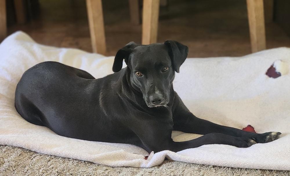 Audra, Adoptable, Young Female Labrador Retriever.