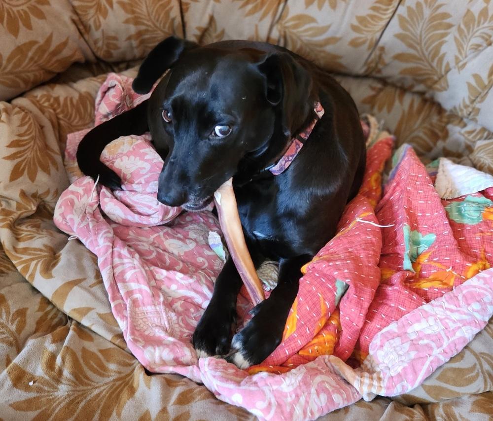 Enlarge Audra, a Adoptable mixed breed in Winter Garden, FL image 4/6