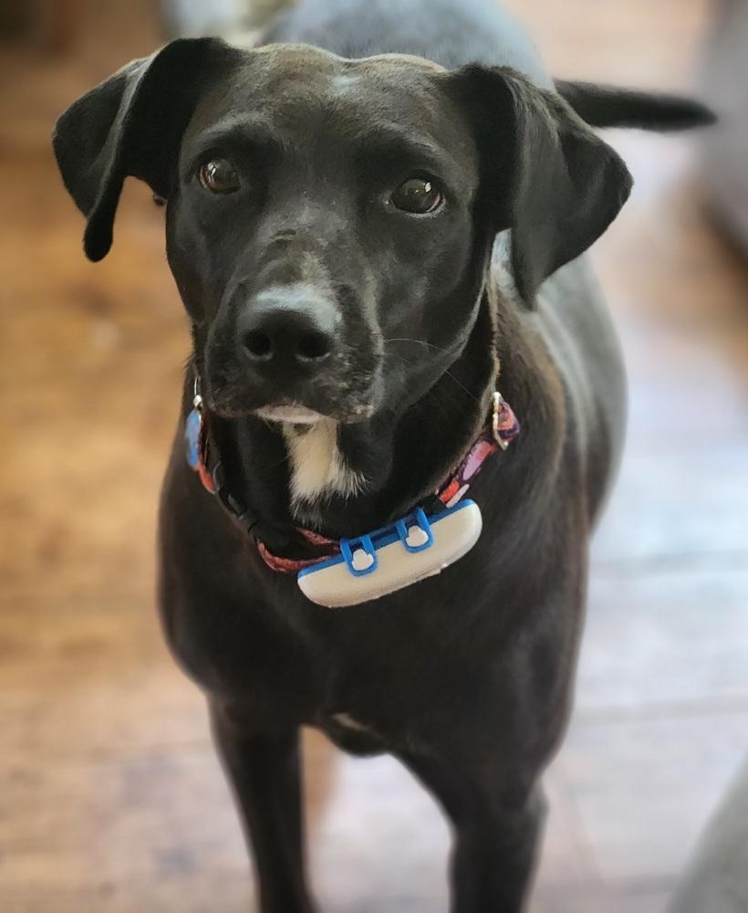 Enlarge Audra, a Adoptable mixed breed in Winter Garden, FL image 2/6