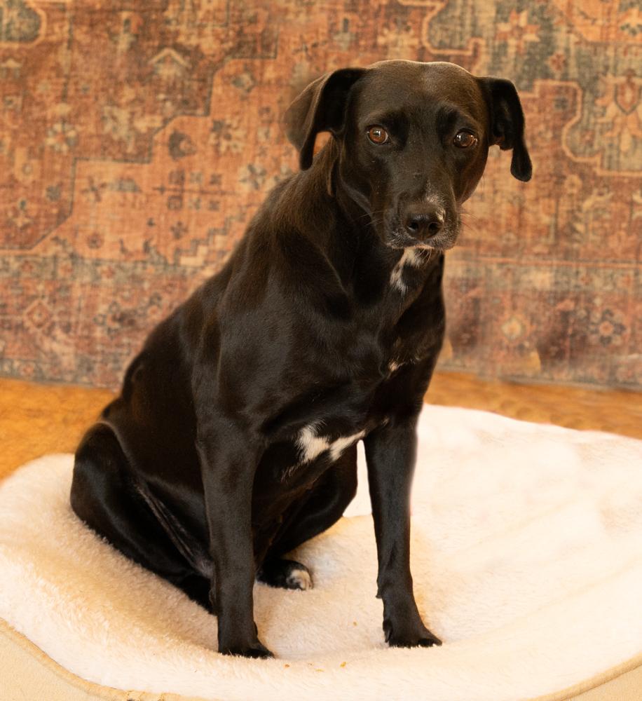 Enlarge Audra, a Adoptable mixed breed in Winter Garden, FL image 3/6