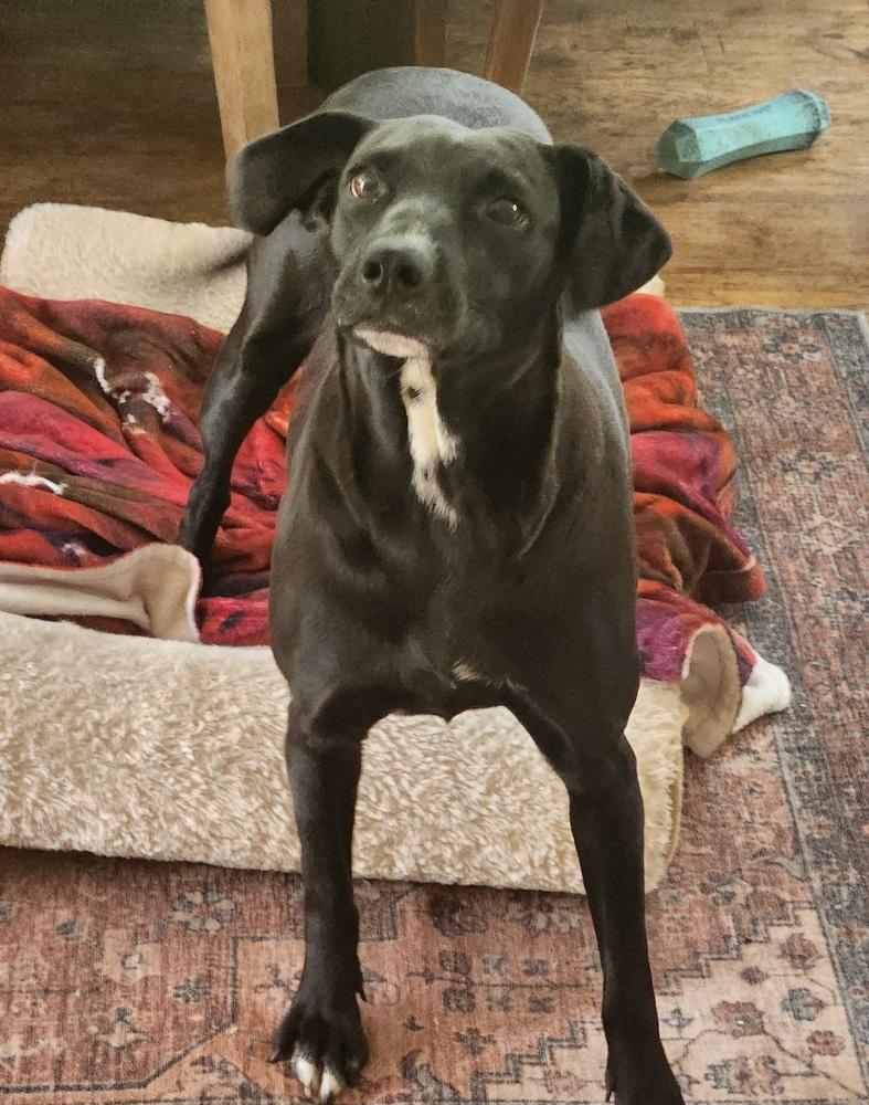 Enlarge Audra, a Adoptable mixed breed in Winter Garden, FL image 4/6