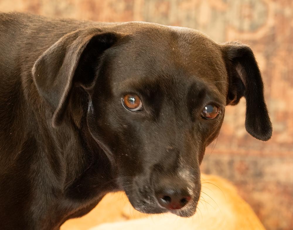 Enlarge Audra, a Adoptable mixed breed in Winter Garden, FL image 5/6