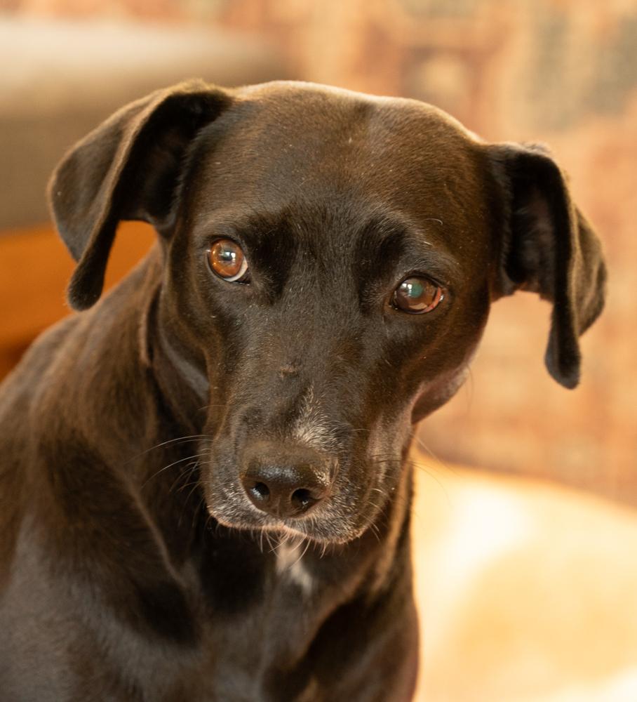 Enlarge Audra, a Adoptable mixed breed in Winter Garden, FL image 6/6