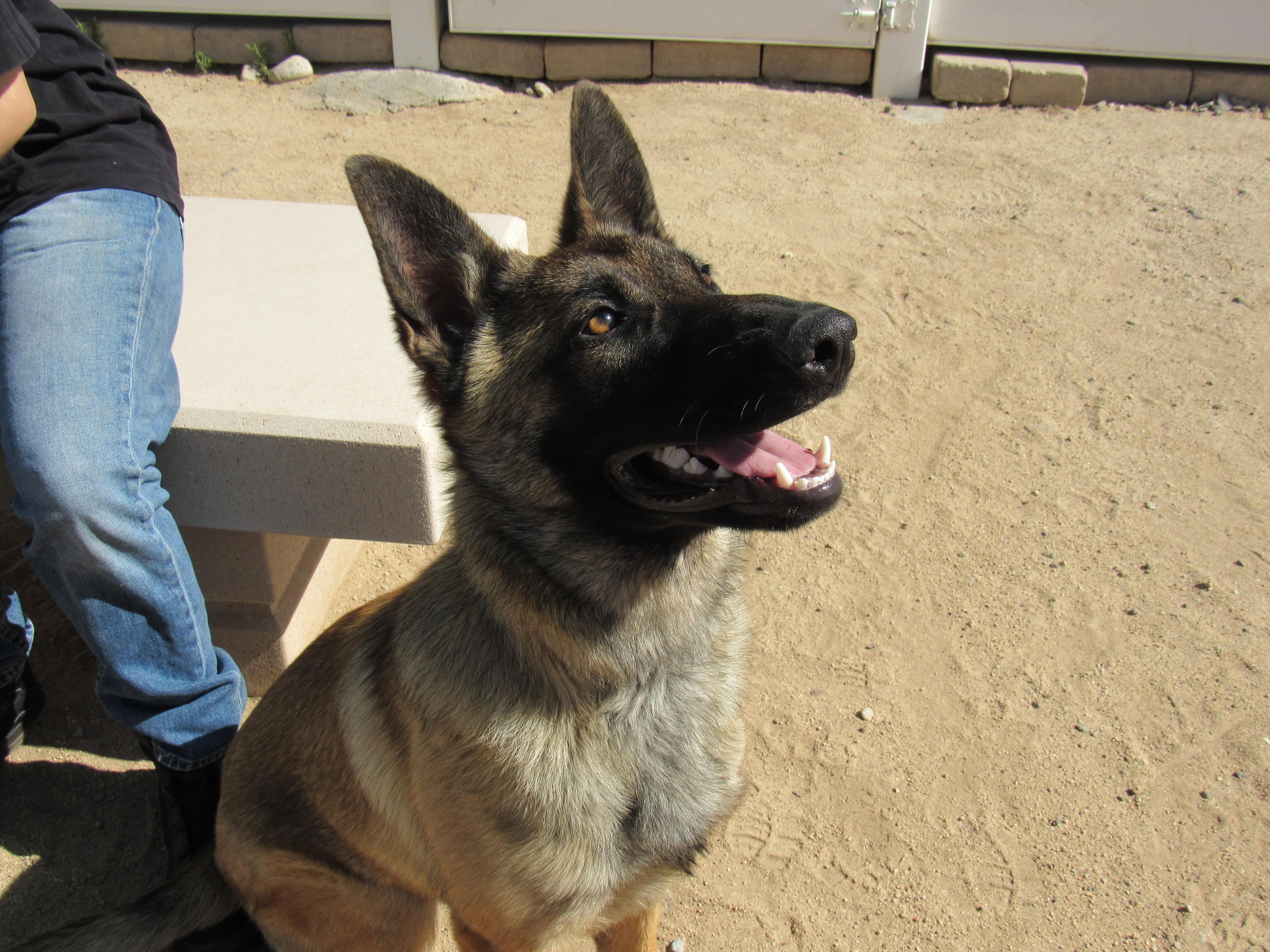 Benicio, Adult Male Belgian Shepherd / Malinois