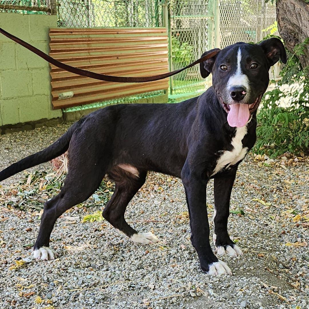 Enlarge Gino, a Adoptable Pit Bull Terrier in Burbank, CA image 1/5