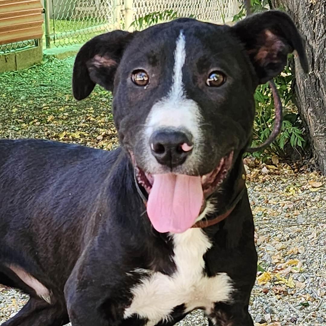Enlarge Gino, a Adoptable Pit Bull Terrier in Burbank, CA image 2/5