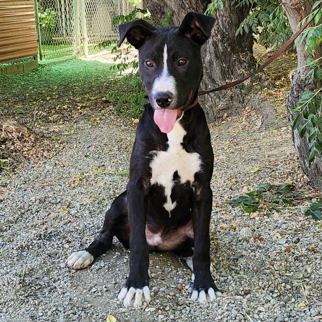 Enlarge Gino, a Adoptable Pit Bull Terrier in Burbank, CA image 3/5