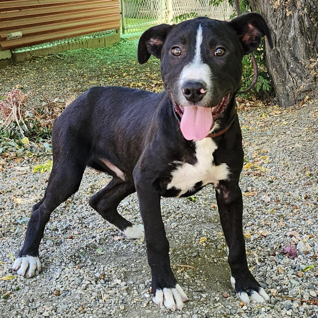 Enlarge Gino, a Adoptable Pit Bull Terrier in Burbank, CA image 5/5