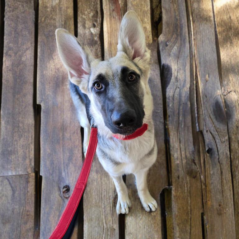 Enlarge Nova, a Adoptable German Shepherd Dog in Las Vegas, NV image 1/3