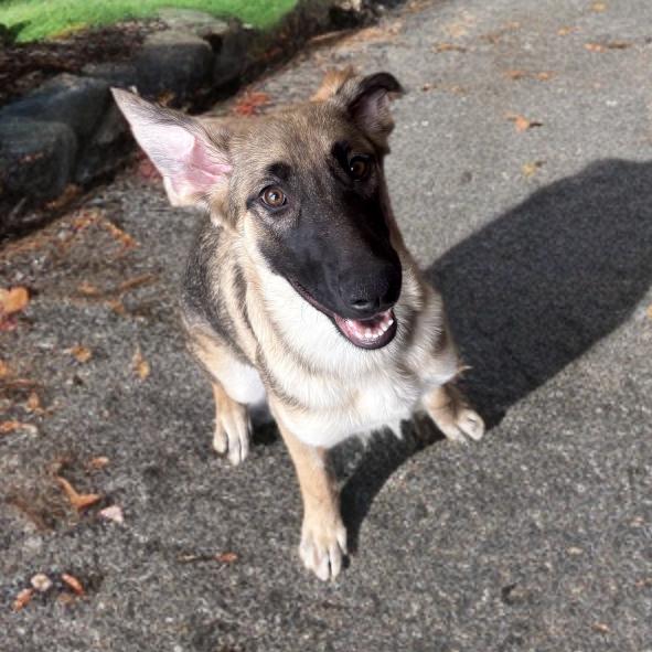 Enlarge Nova, a Adoptable German Shepherd Dog in Las Vegas, NV image 1/1