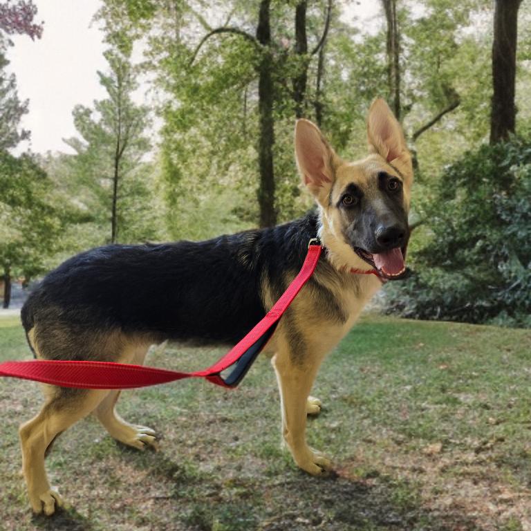 Enlarge Nova, a Adoptable German Shepherd Dog in Las Vegas, NV image 3/3