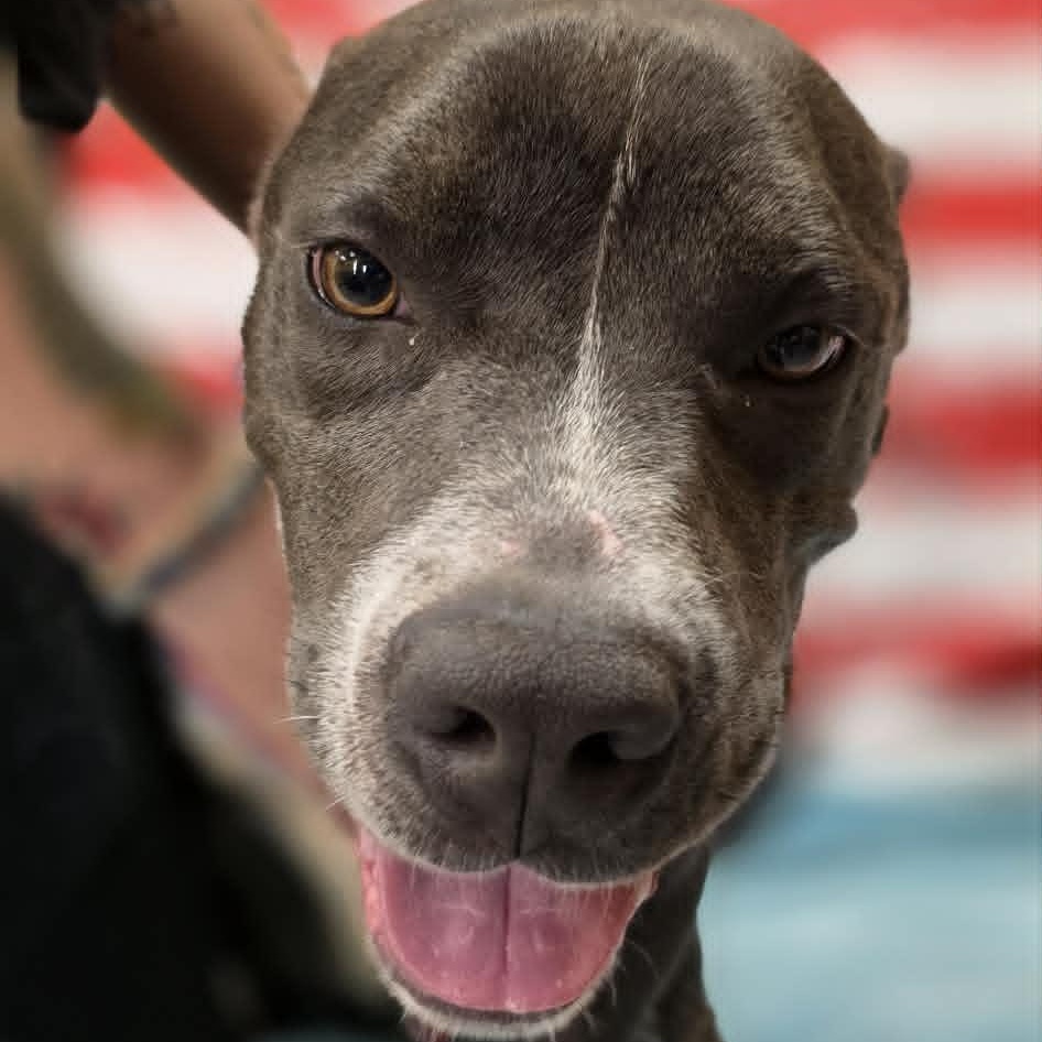 Samson, ADOPTABLE, Young Male Pit Bull Terrier.
