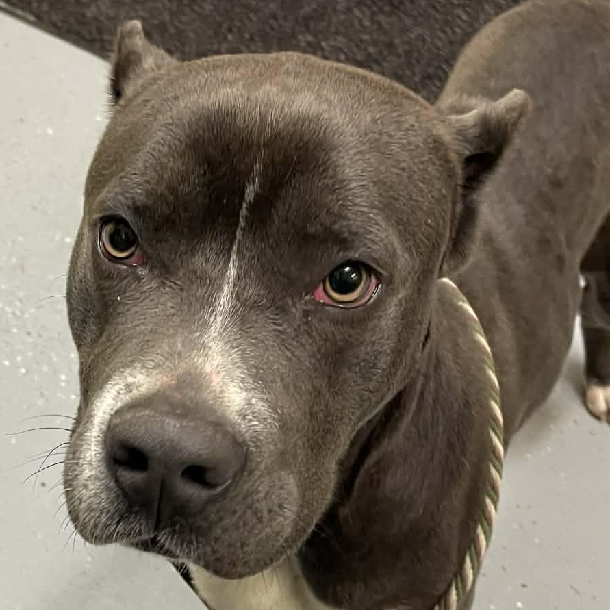 Samson, ADOPTABLE, Young Male Pit Bull Terrier.