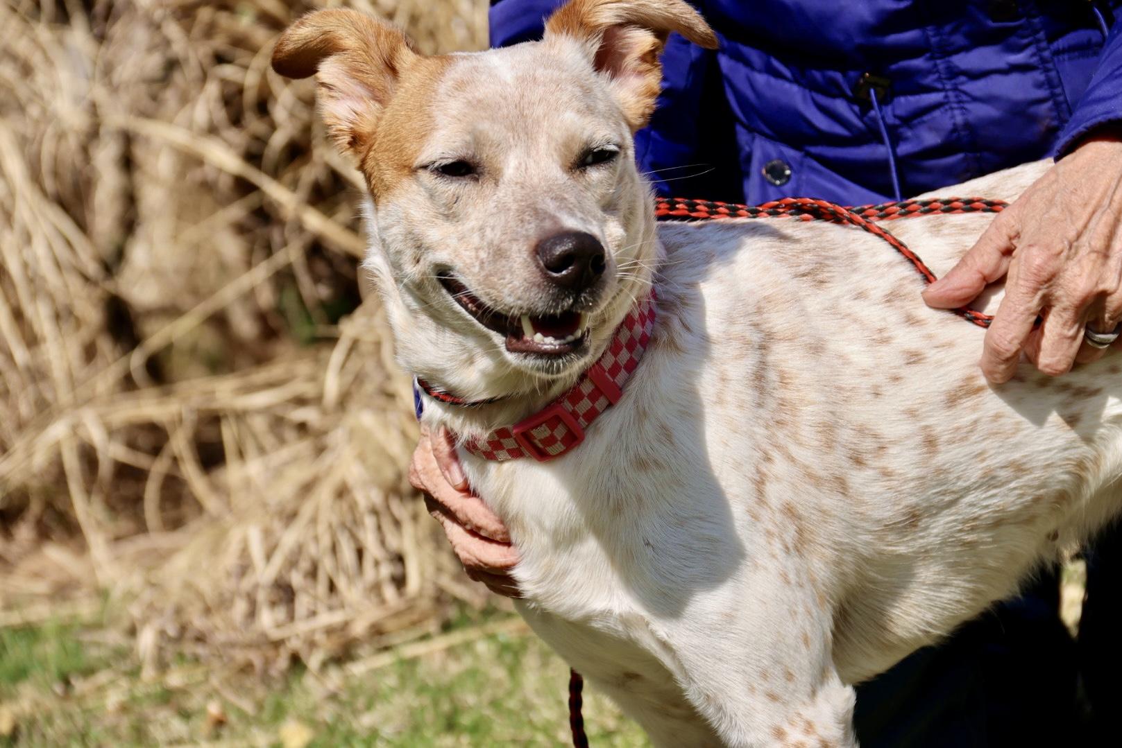 Enlarge Angel Ann , a ADOPTABLE Australian Cattle Dog / Blue Heeler in POTOMAC, MD image 6/6