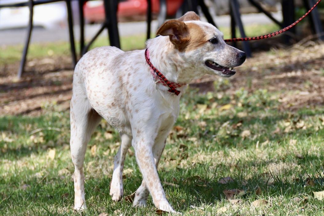 Enlarge Angel Ann , a ADOPTABLE Australian Cattle Dog / Blue Heeler in POTOMAC, MD image 5/6