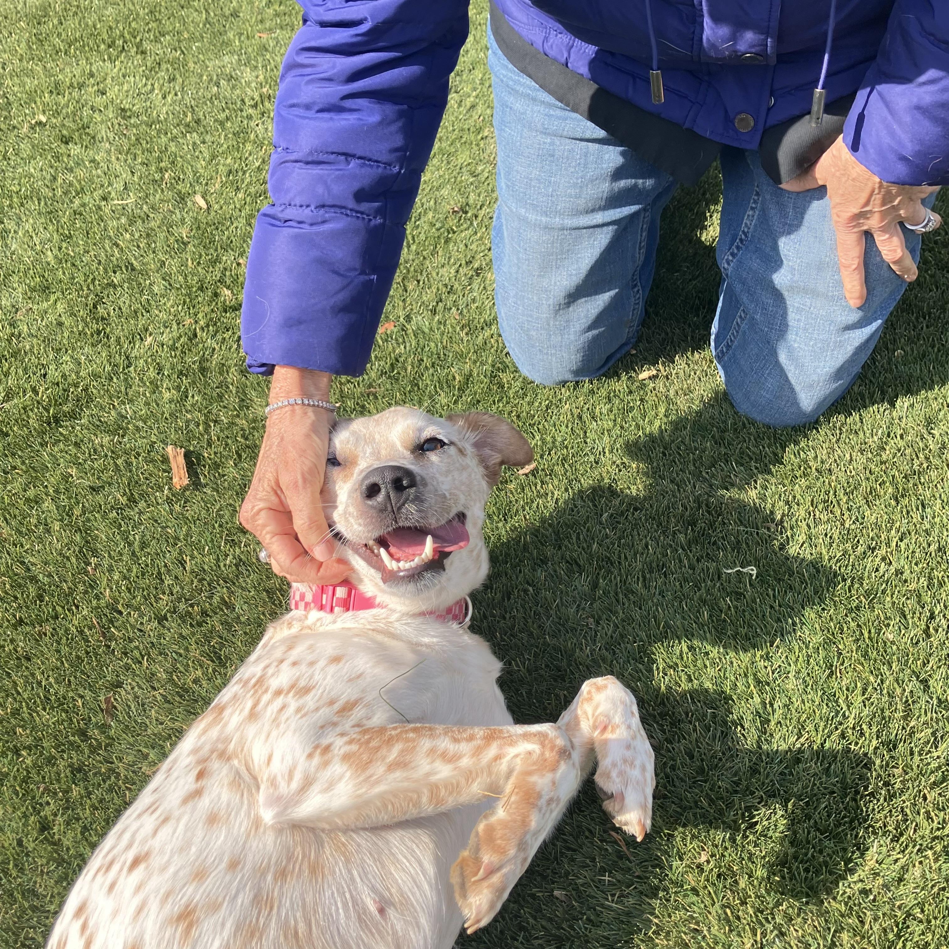 Enlarge Angel Ann , a ADOPTABLE Australian Cattle Dog / Blue Heeler in POTOMAC, MD image 2/6