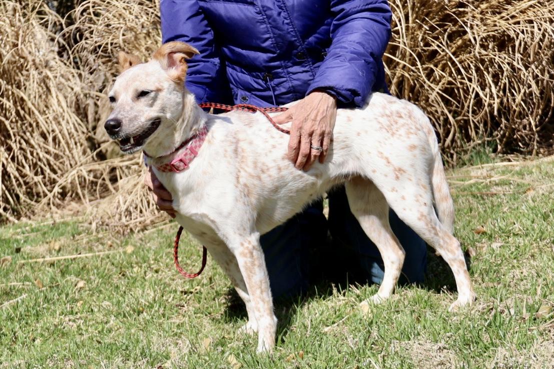Enlarge Angel Ann , a ADOPTABLE Australian Cattle Dog / Blue Heeler in POTOMAC, MD image 4/6