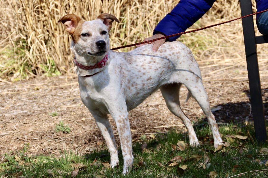 Enlarge Angel Ann , a ADOPTABLE Australian Cattle Dog / Blue Heeler in POTOMAC, MD image 1/6