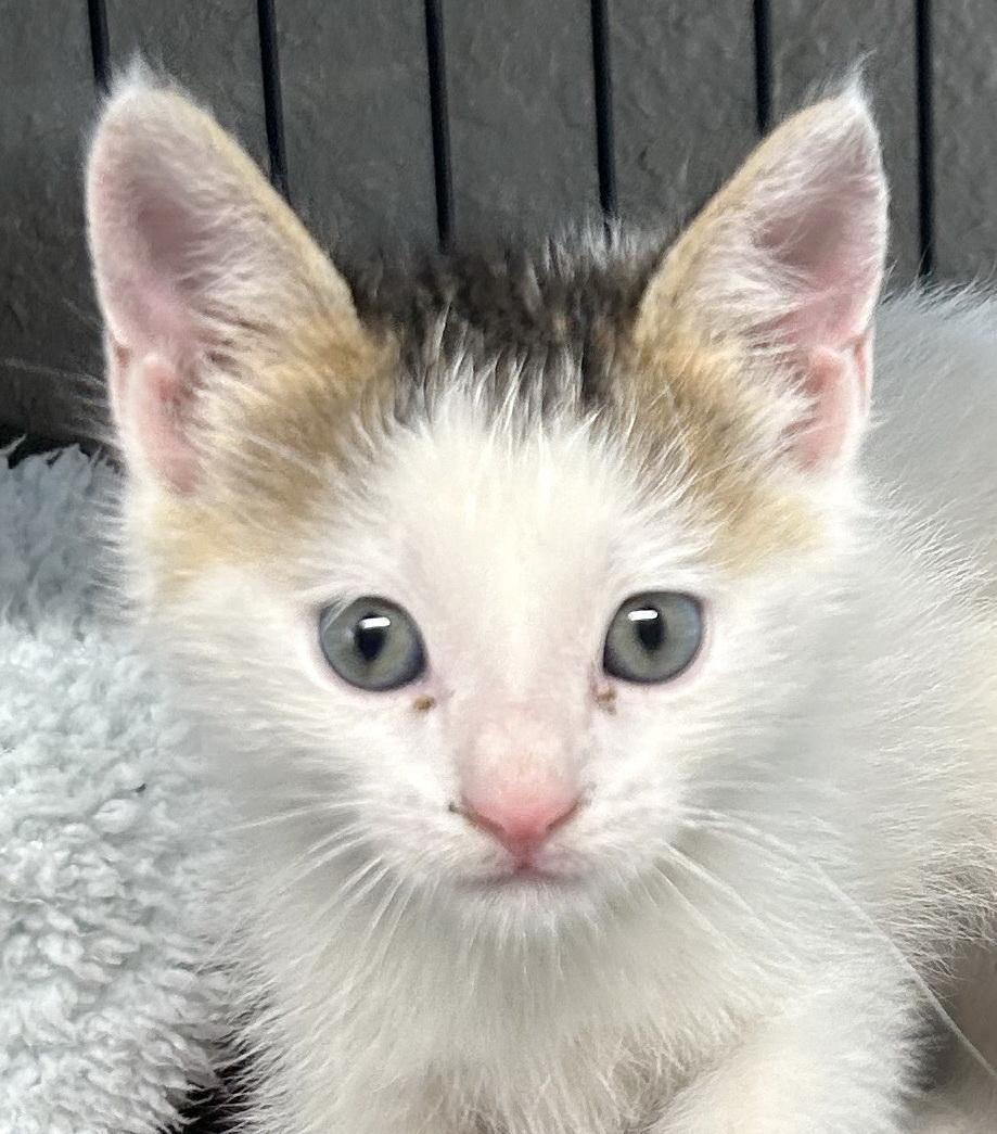Enlarge Bobcat, an adopted mixed breed in Bulverde, TX image 3/4