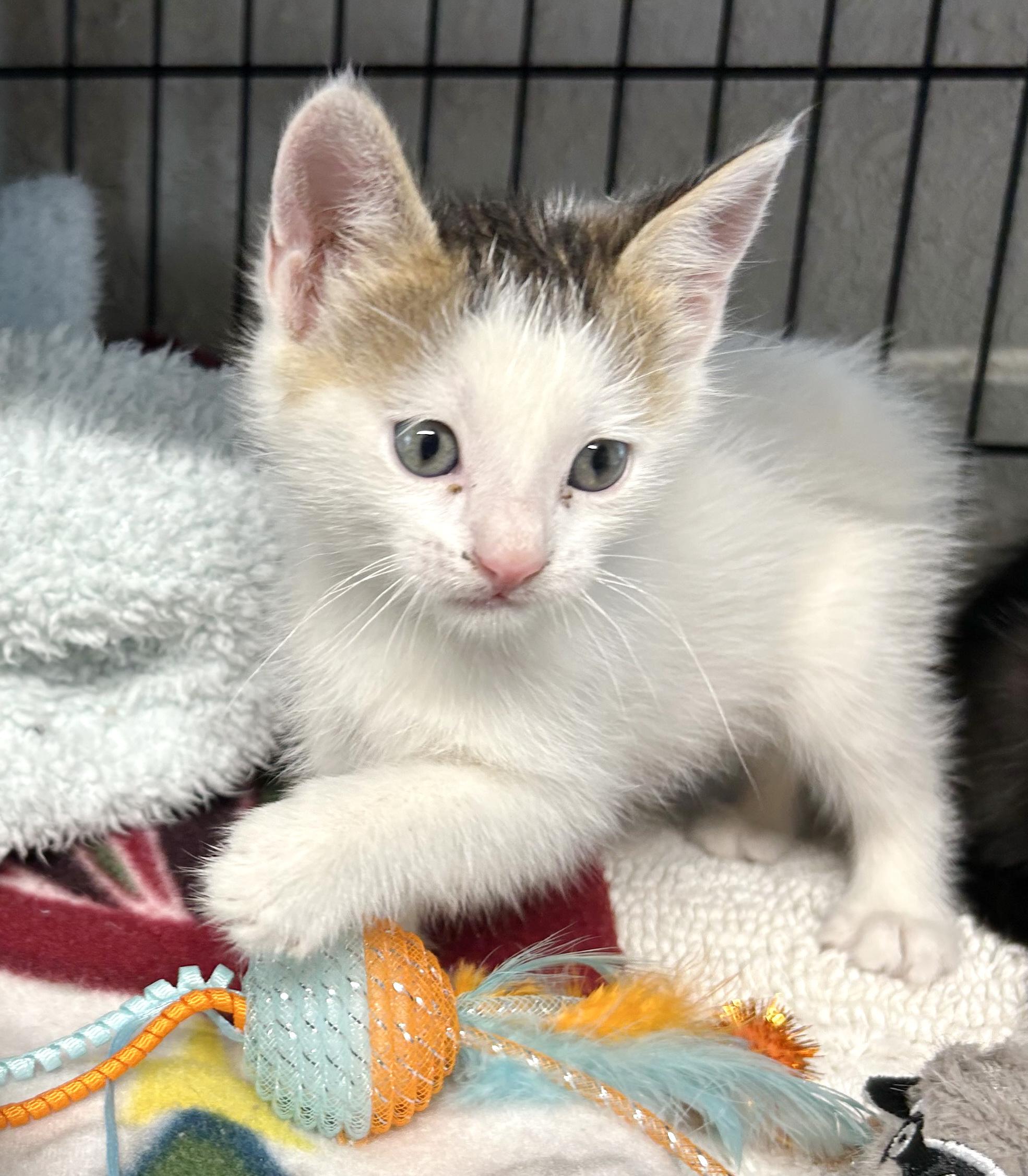 Enlarge Bobcat, an adopted mixed breed in Bulverde, TX image 4/4
