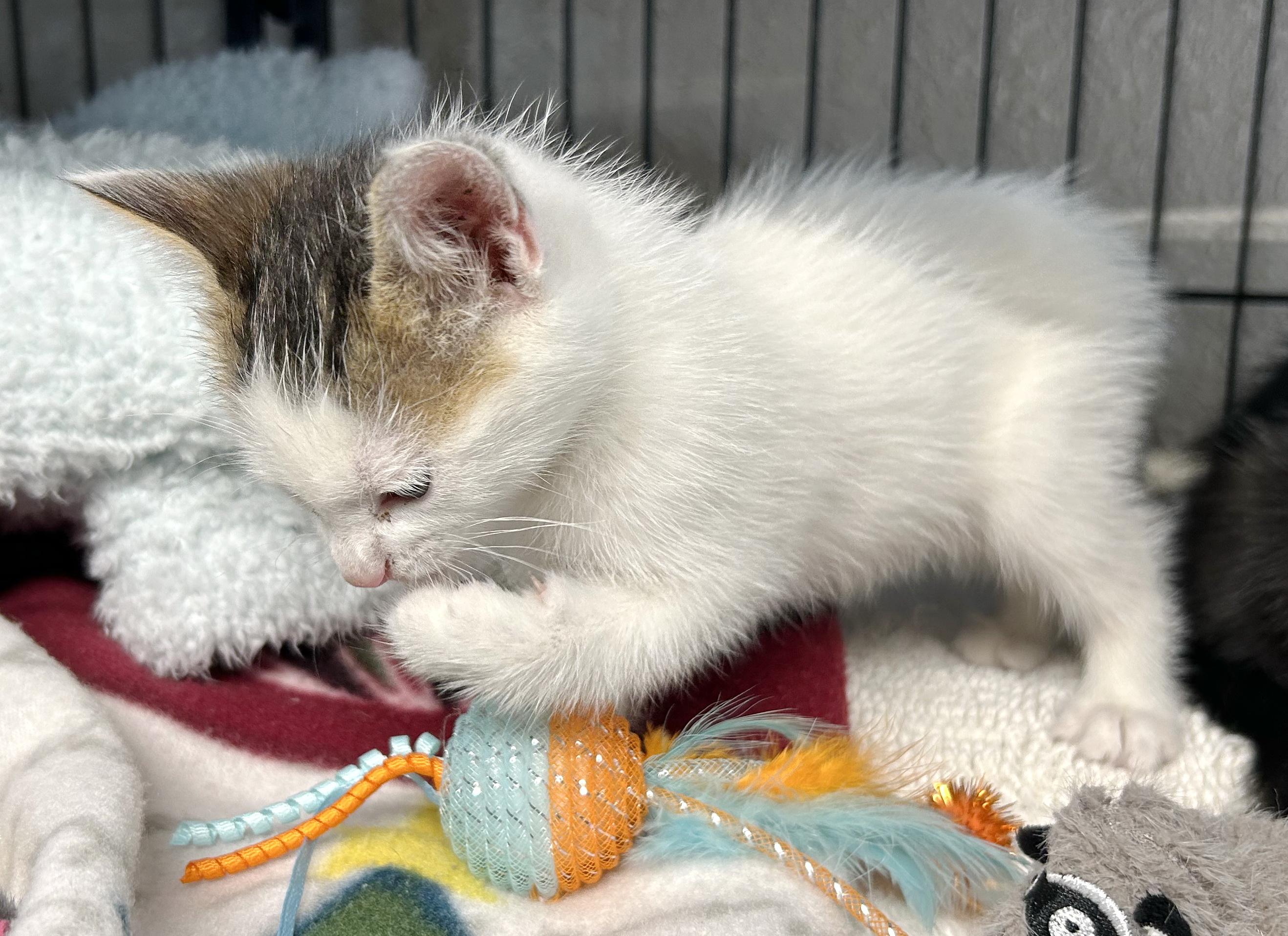 Enlarge Bobcat, an adopted mixed breed in Bulverde, TX image 2/4