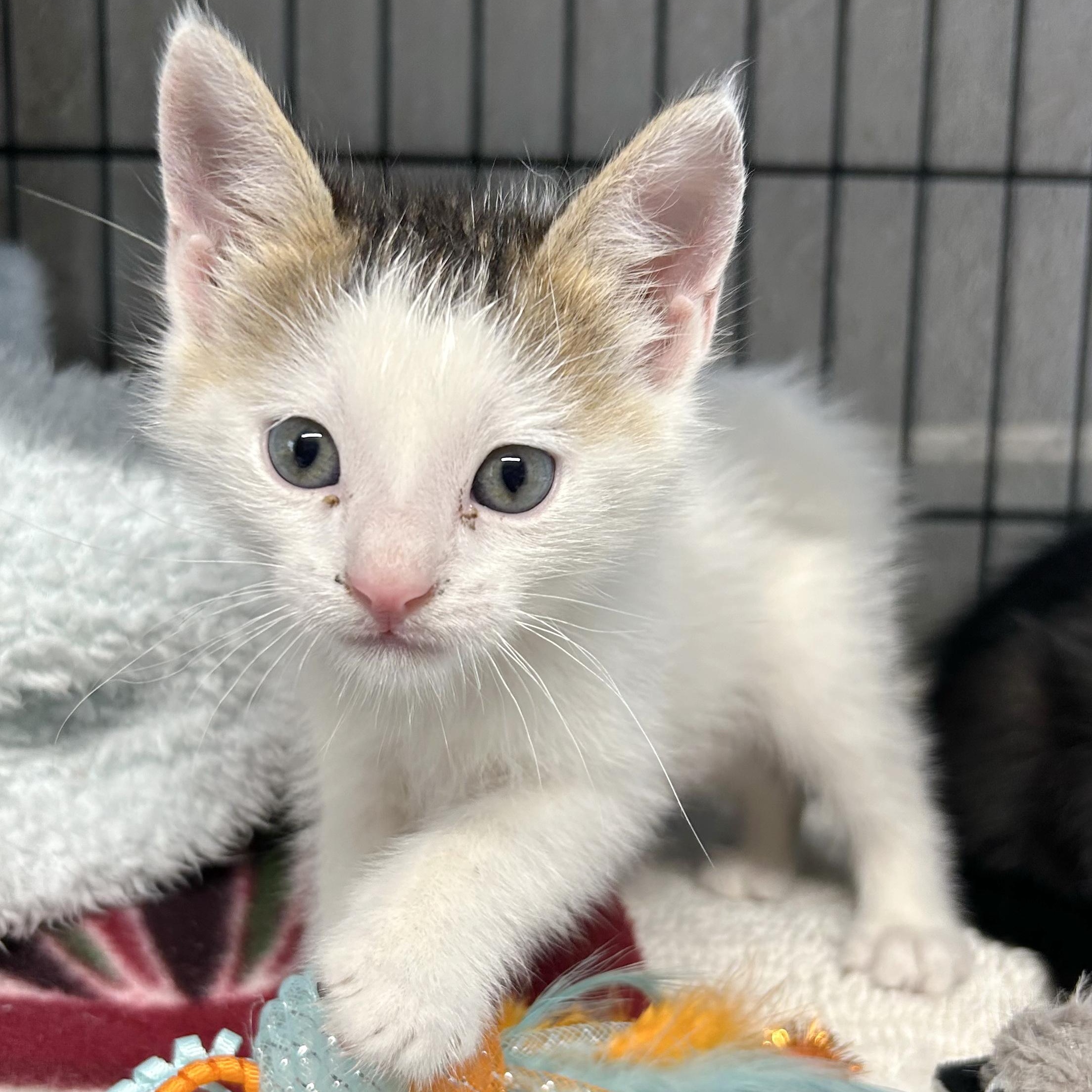 Bobcat, adopted, Kitten Male Domestic Short Hair.