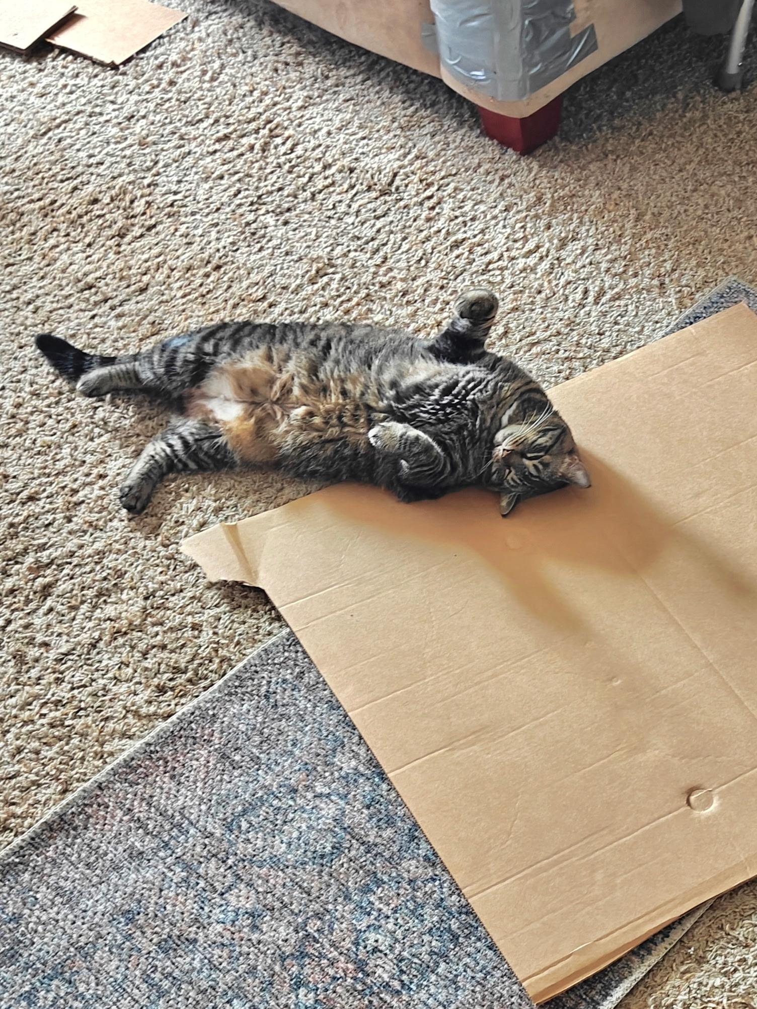 Enlarge Minnie, a Adoptable Tabby in Wadsworth, IL image 4/6